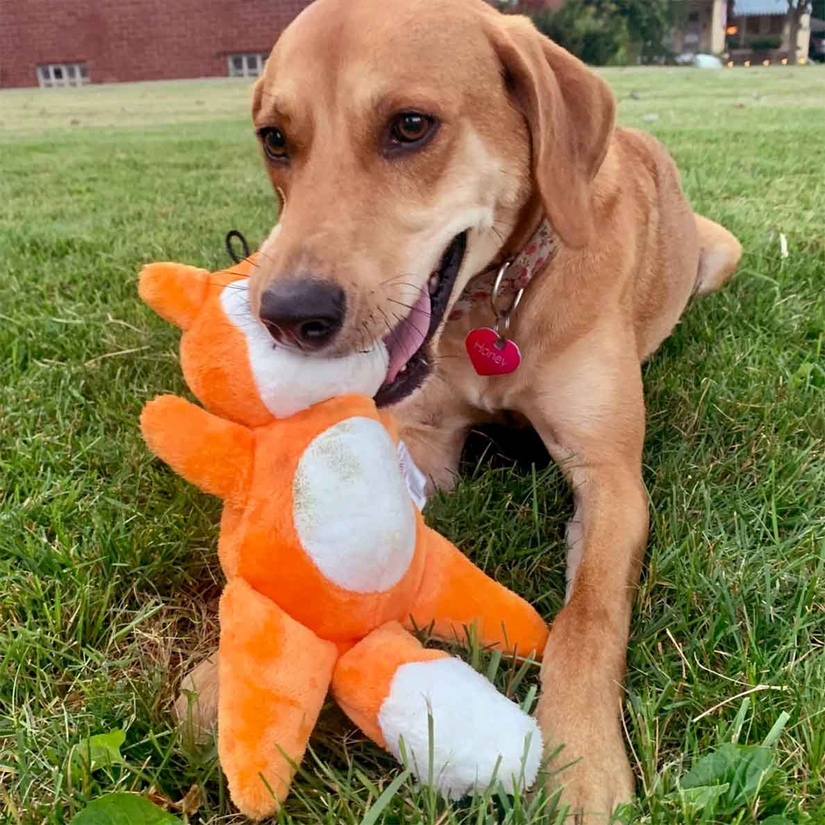 Tender-Tuffs Fox - Soft Plush Toy For Dogs