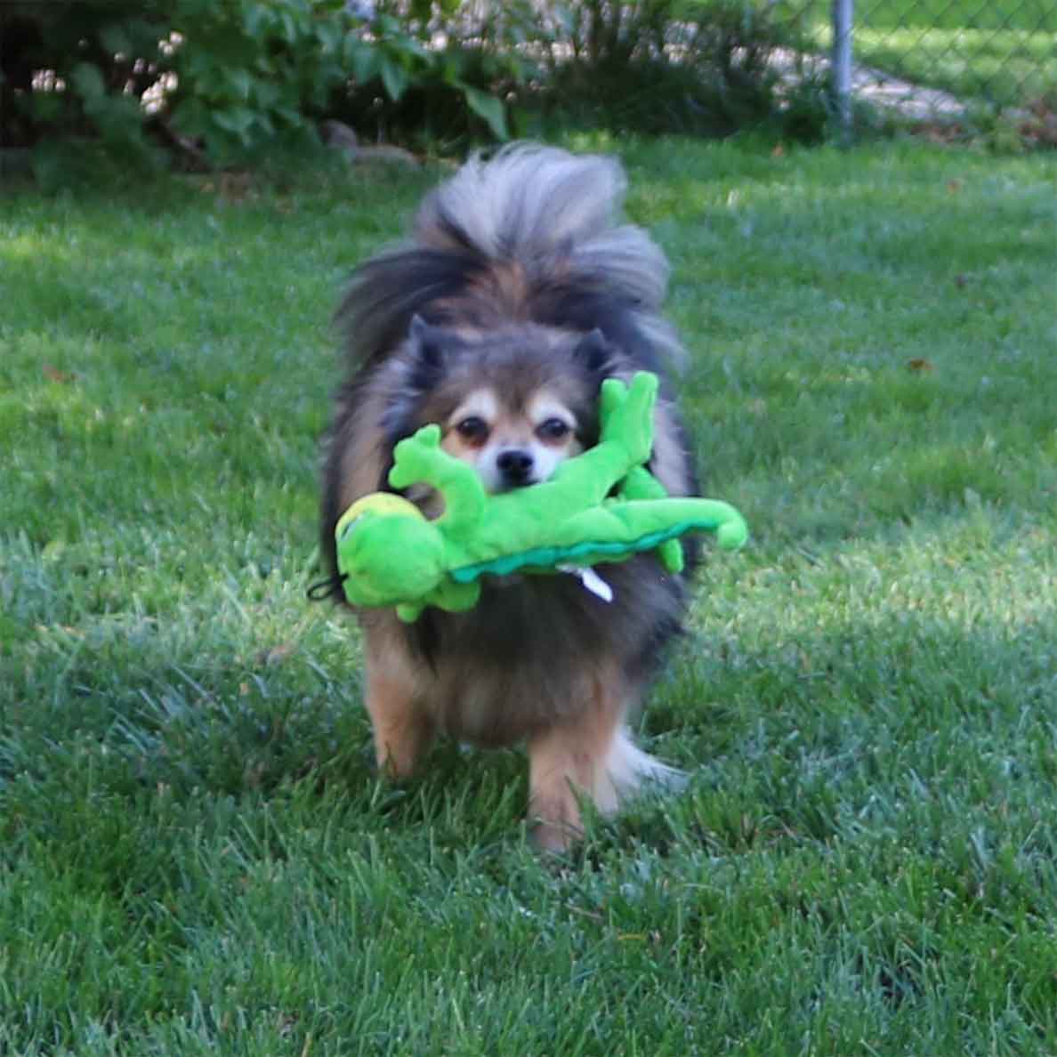 Tender-Tuffs Gecko-Cute Squeaky Plush Toys For All Dogs